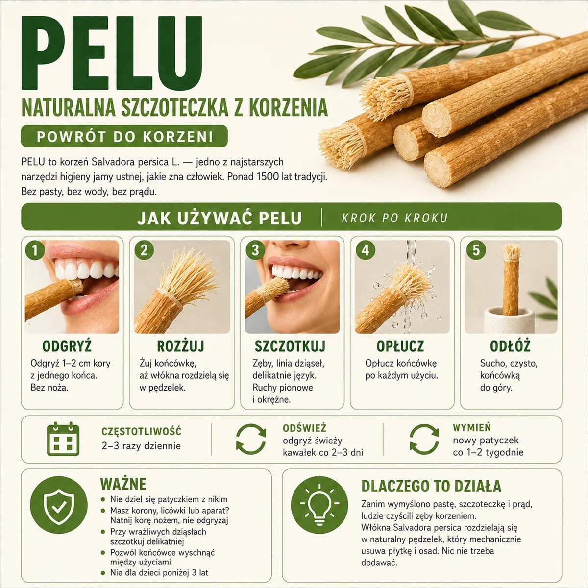 Koreo - Korzeń Pelu