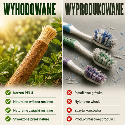 Koreo - Korzeń Pelu